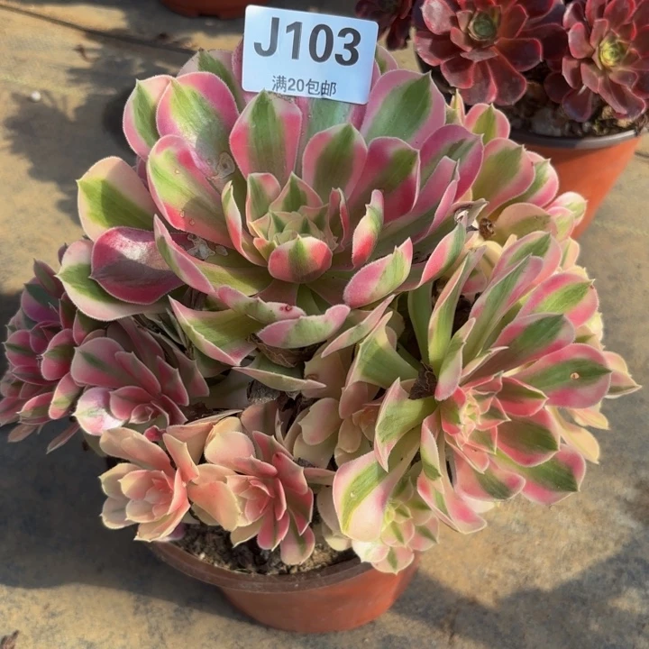 瑞妈多肉植物103.
