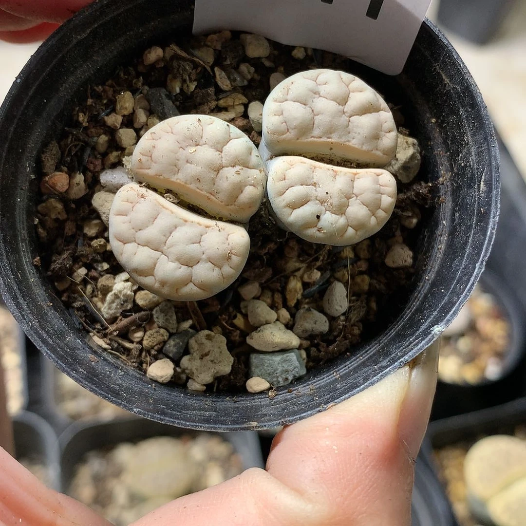 G311多肉植物保护
