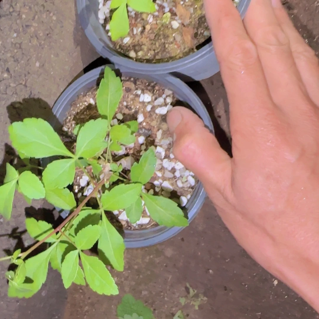 爱***傅块根植物块根植物