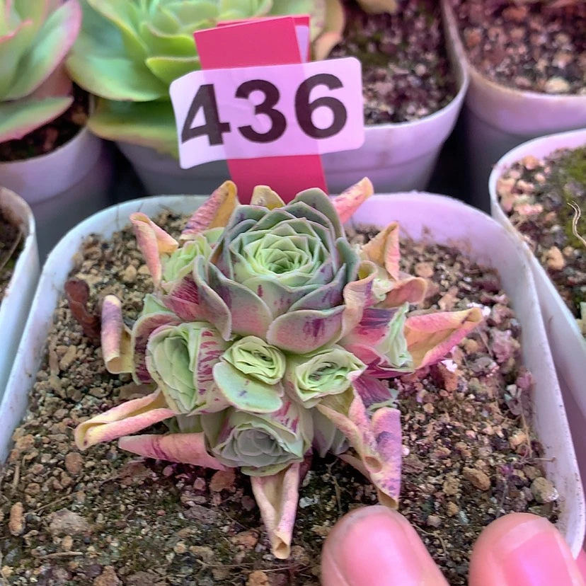 【闪购商品】yjj436瑶姬纹