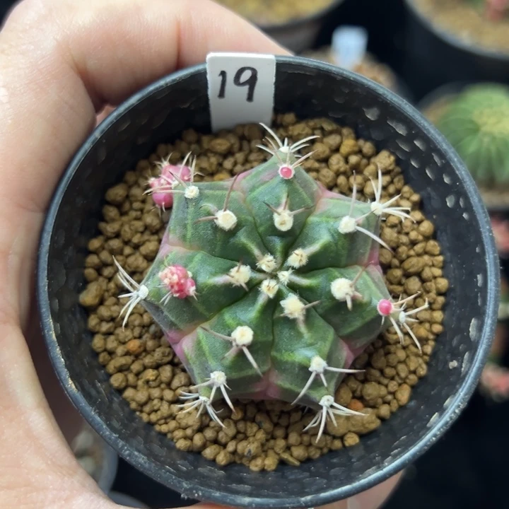 泡泡糖侧芽自根带盆土发货