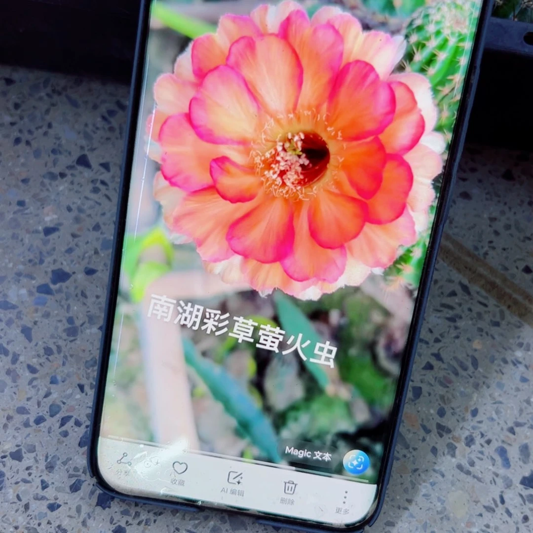 下101彩草萤火虫歪无根侧芽4公分左右20包邮