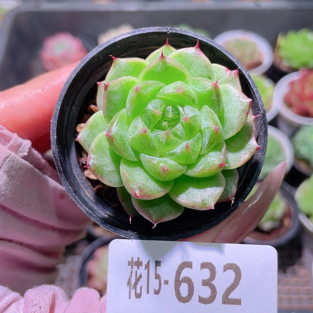 花利美15-632海王