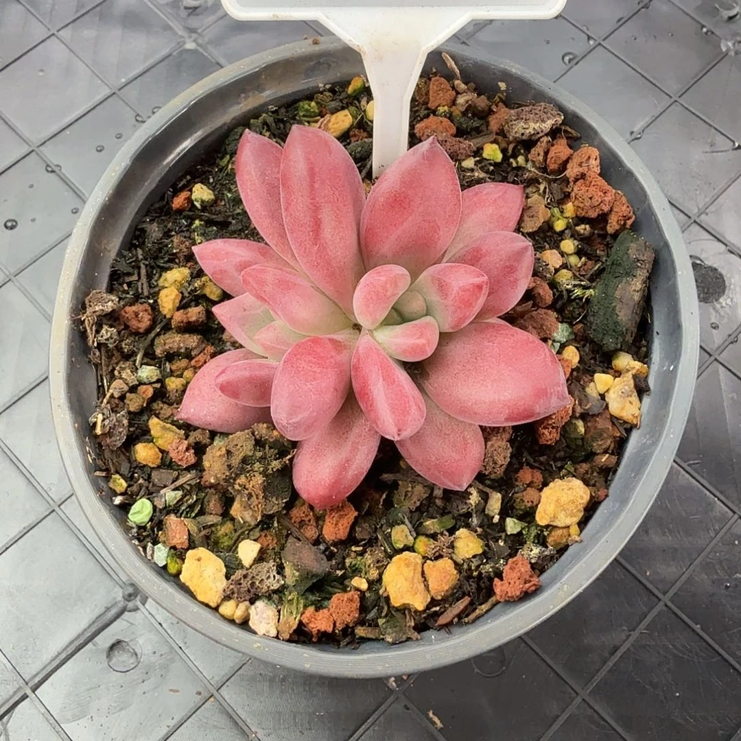 多肉植物赫菲斯托638