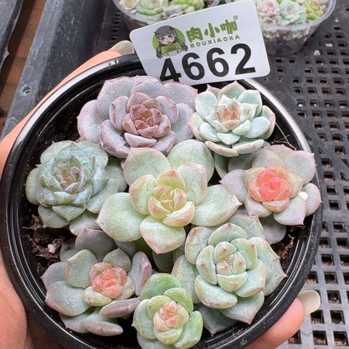 多肉植物多肉植物
