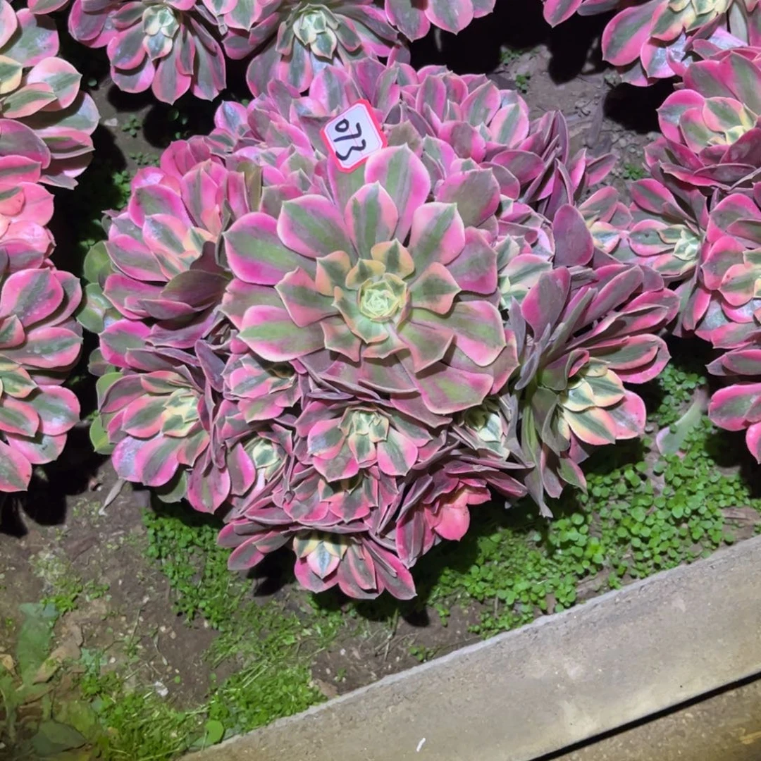 073多肉植物女妖法师花脸