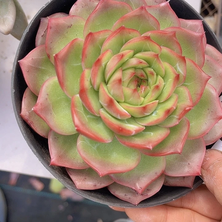 珍妮13103多肉植物