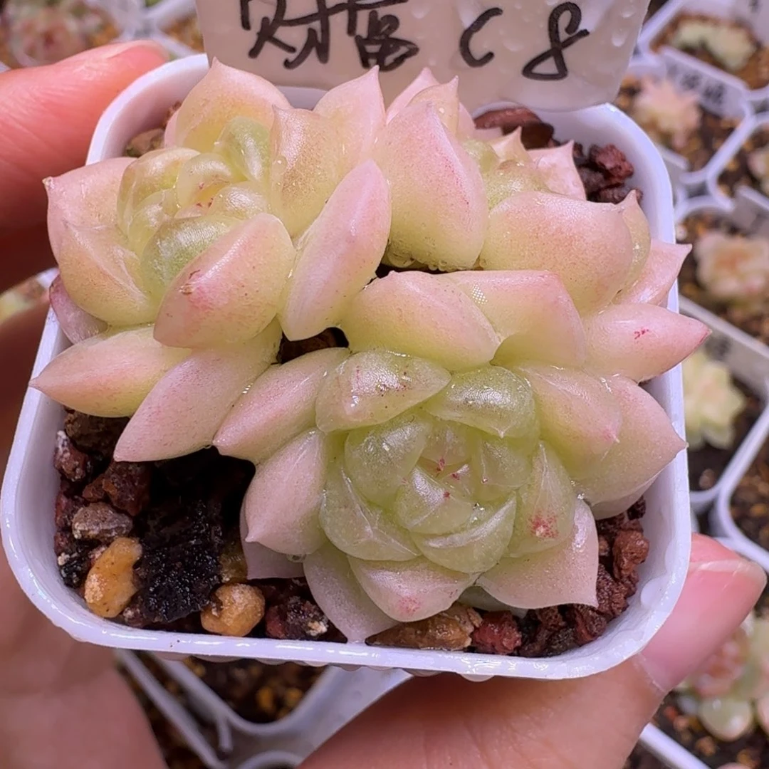 财富C8一物一拍，有瑕疵