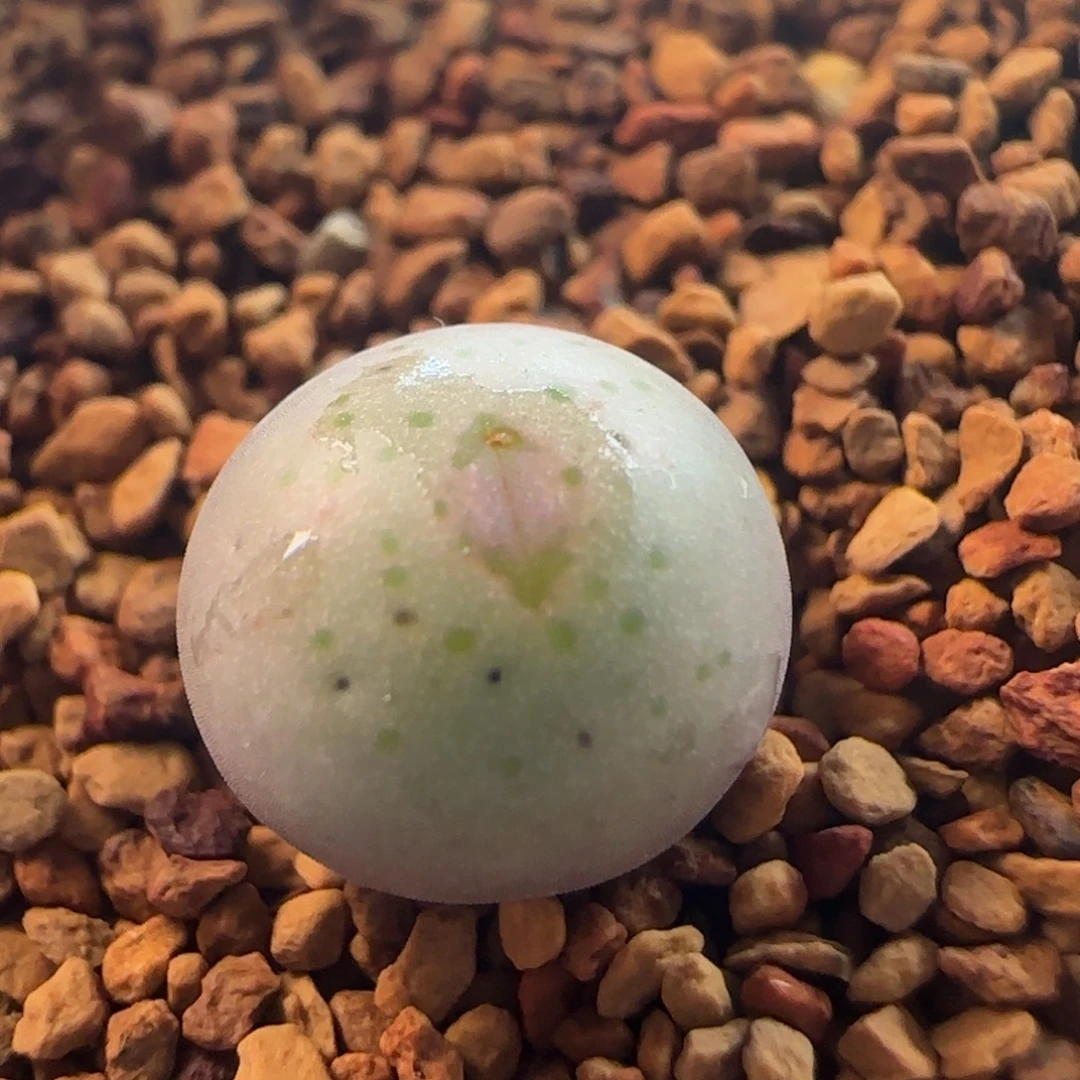 1492/白花大g嘴//