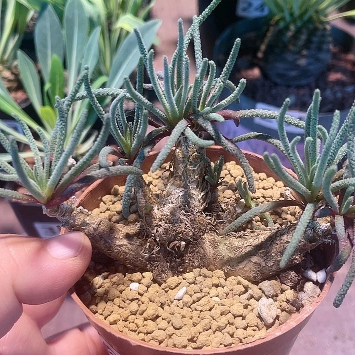 168天赐块根植物，