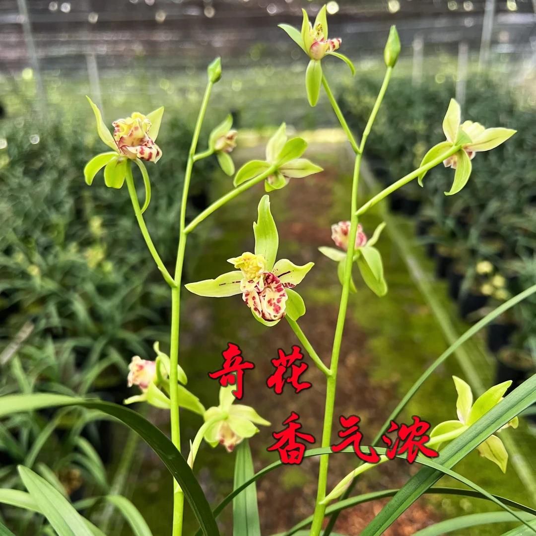【梨山狮王】建兰奇花传统国兰室内阳台庭院客厅办公室绿植浓香盆栽