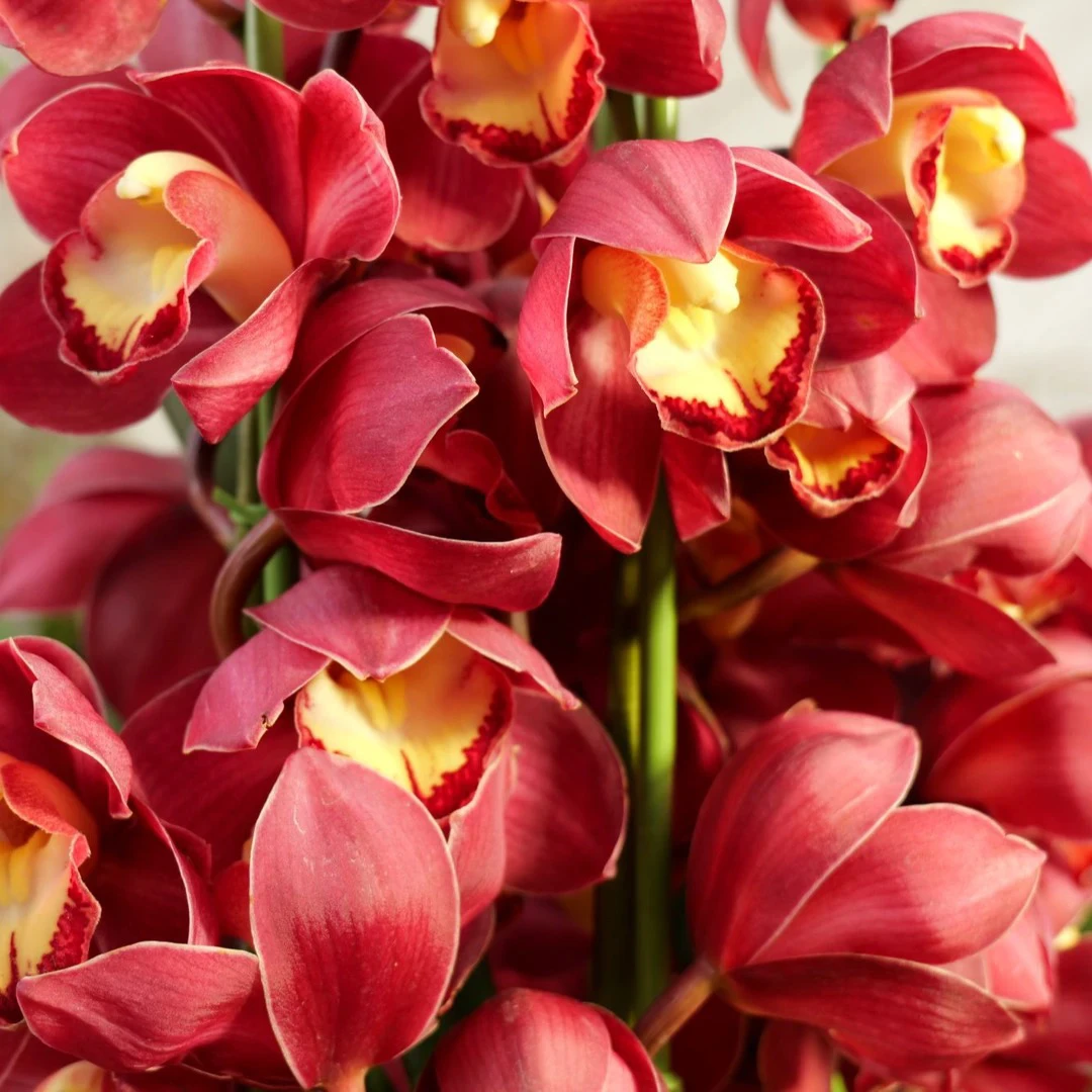 大花惠兰【大红袍落地款】带花剑带花苞室内外好养浓香花期长盆栽