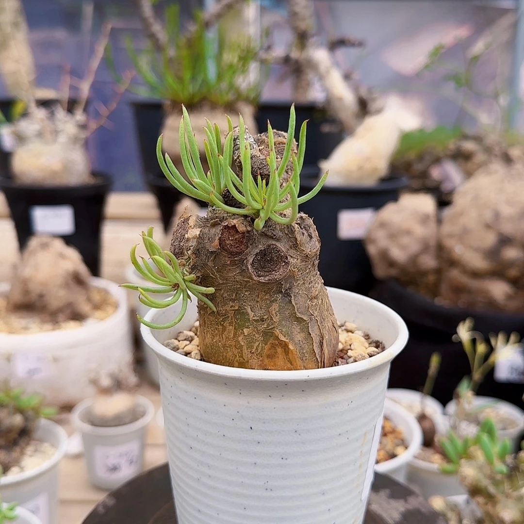 355白象奇峰锦块根植物