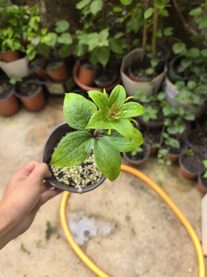 云南滇重楼高杆大叶杯苗七叶一枝花小苗基地直发阳台小院四季可种