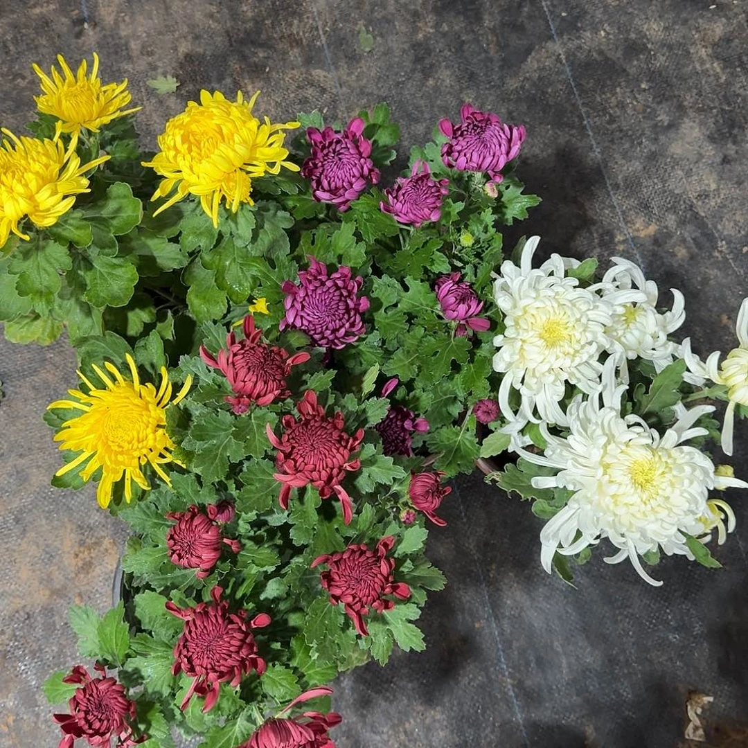 大部分花苞少量开放