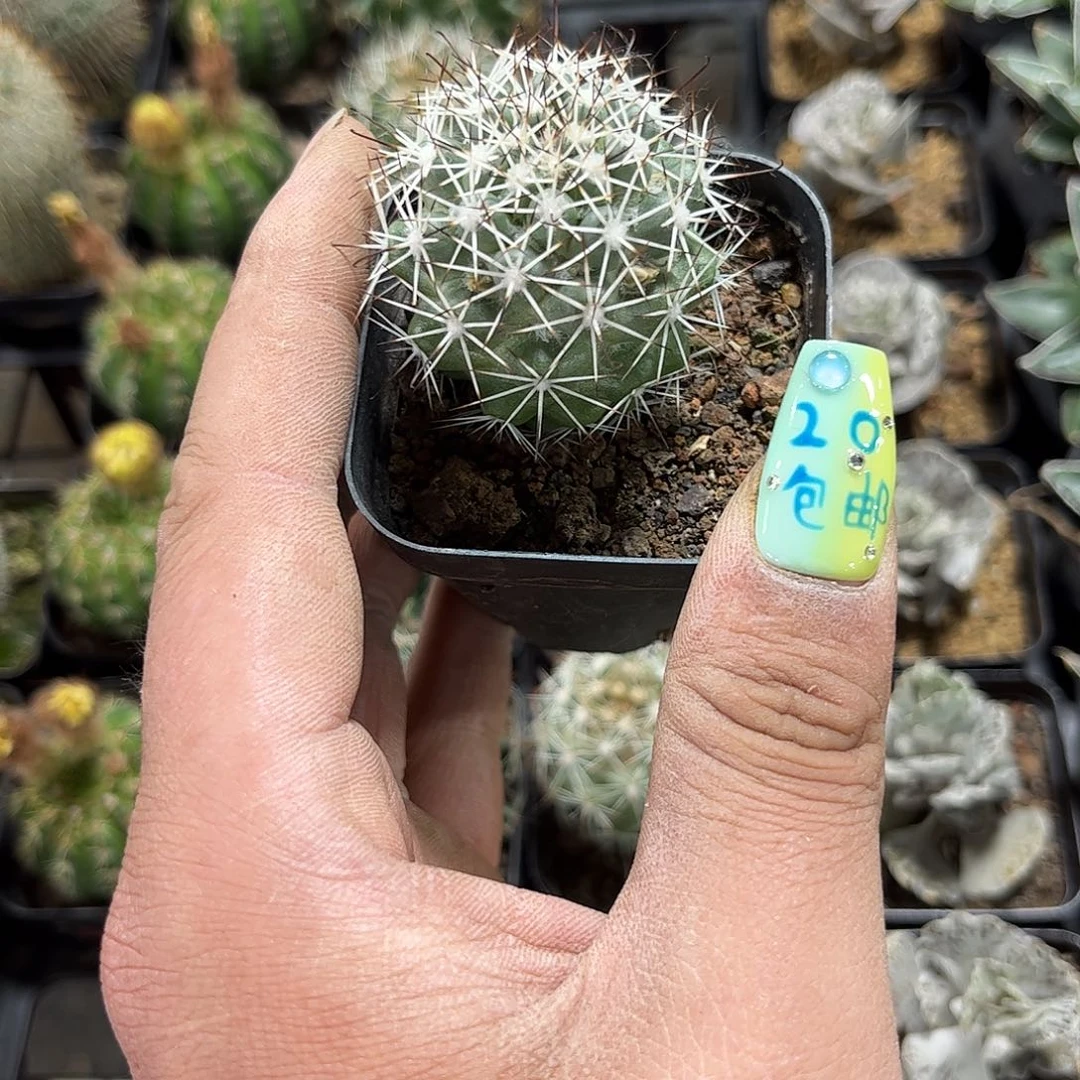 单头实生蓬莱宫单头发货有根发货