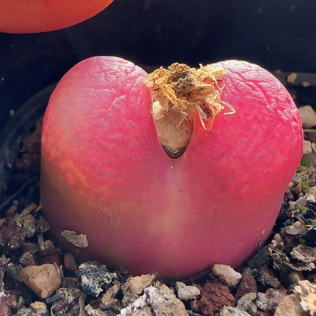 明**阳脱土发货28包邮25575