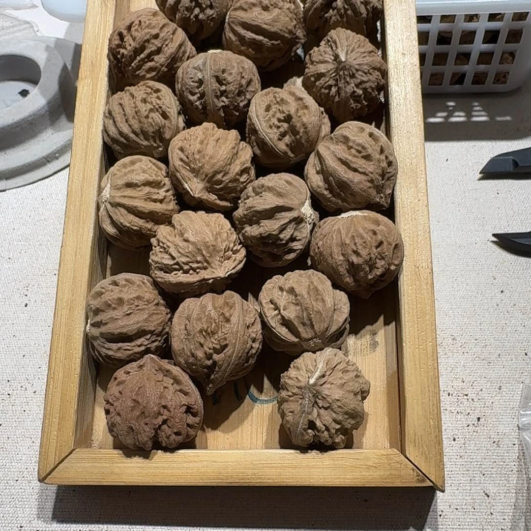 核桃手串/手链34号边29手持