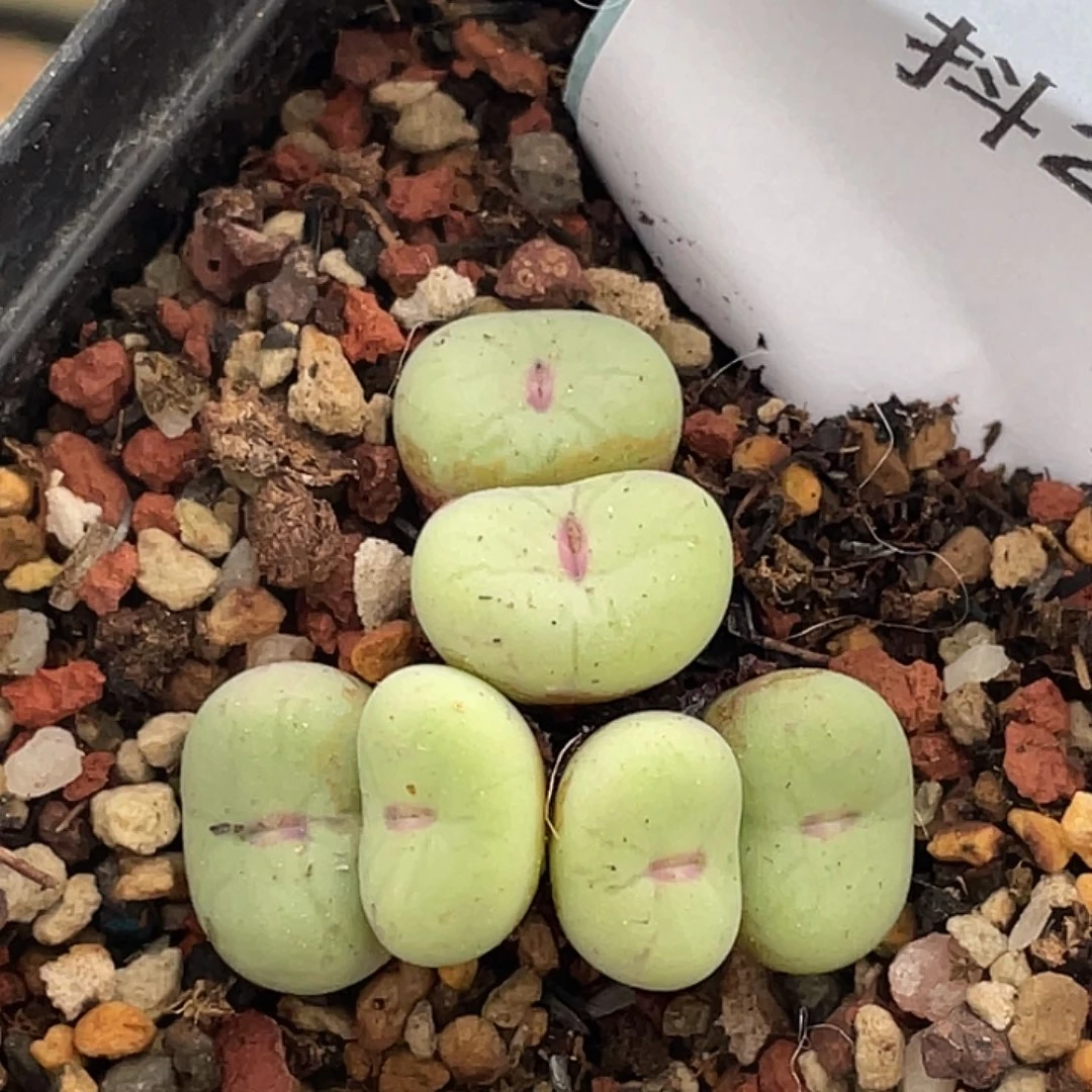 23-12嘴多肉植物肉锥