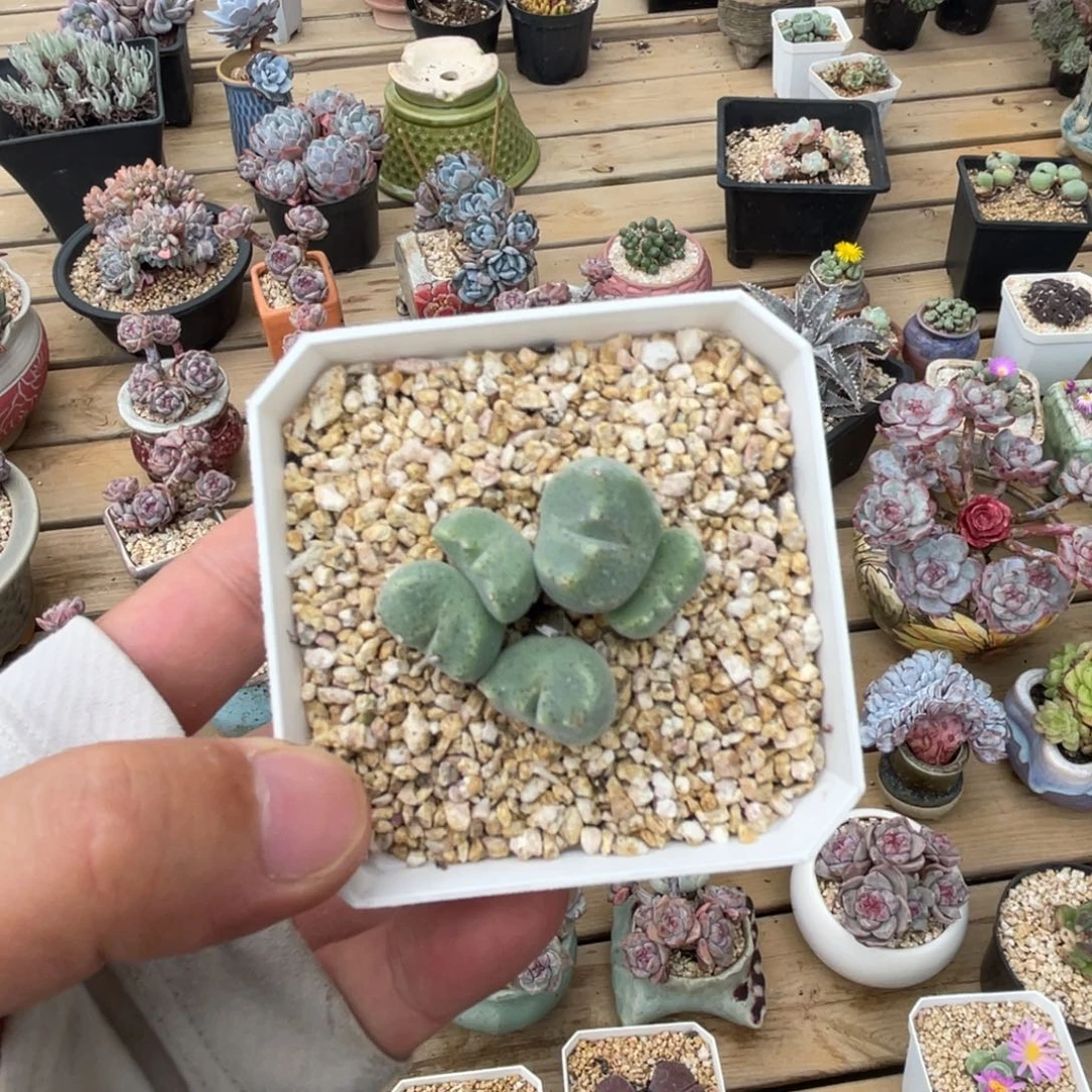 绿豆糕母本可带盆土发