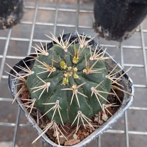 实生勇将丸5仙人球