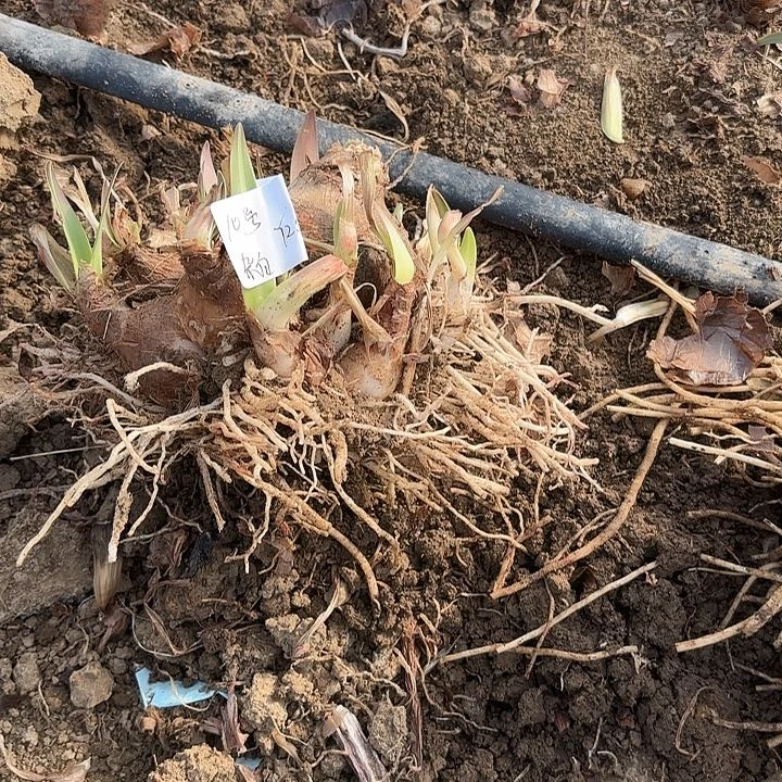 杂交白肋坨10号开花无售后