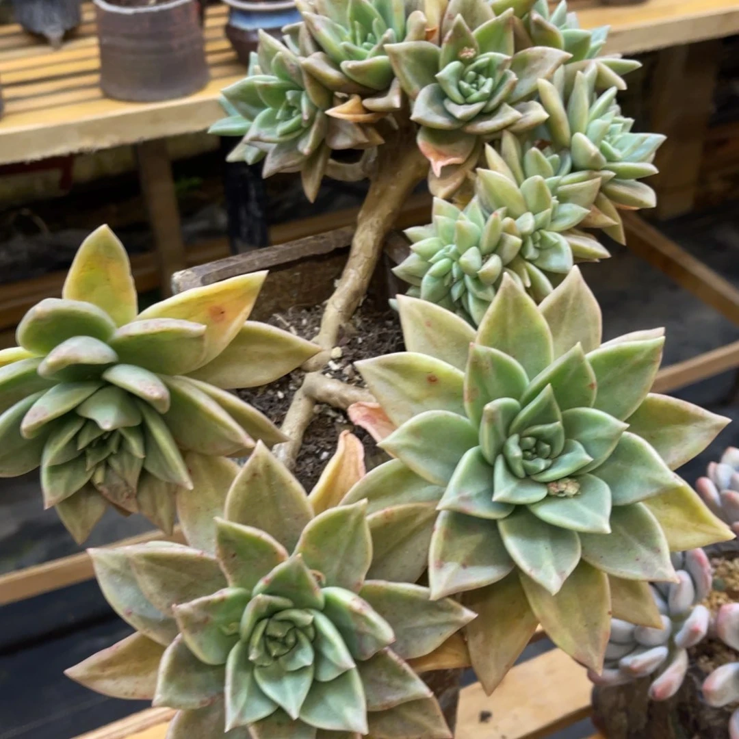 妞*373738833535533583