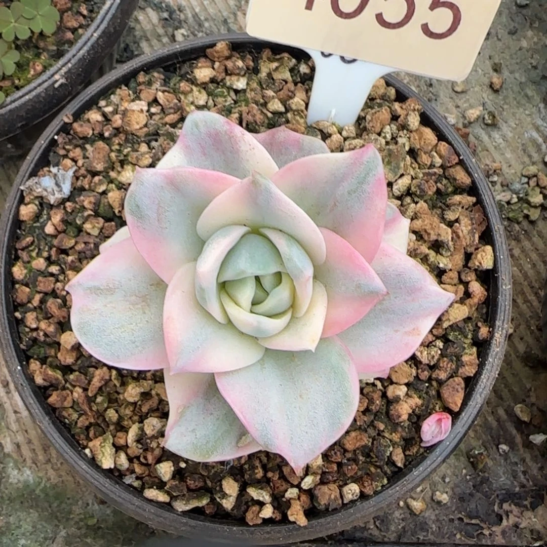 4055。    宽叶可爱玫瑰锦