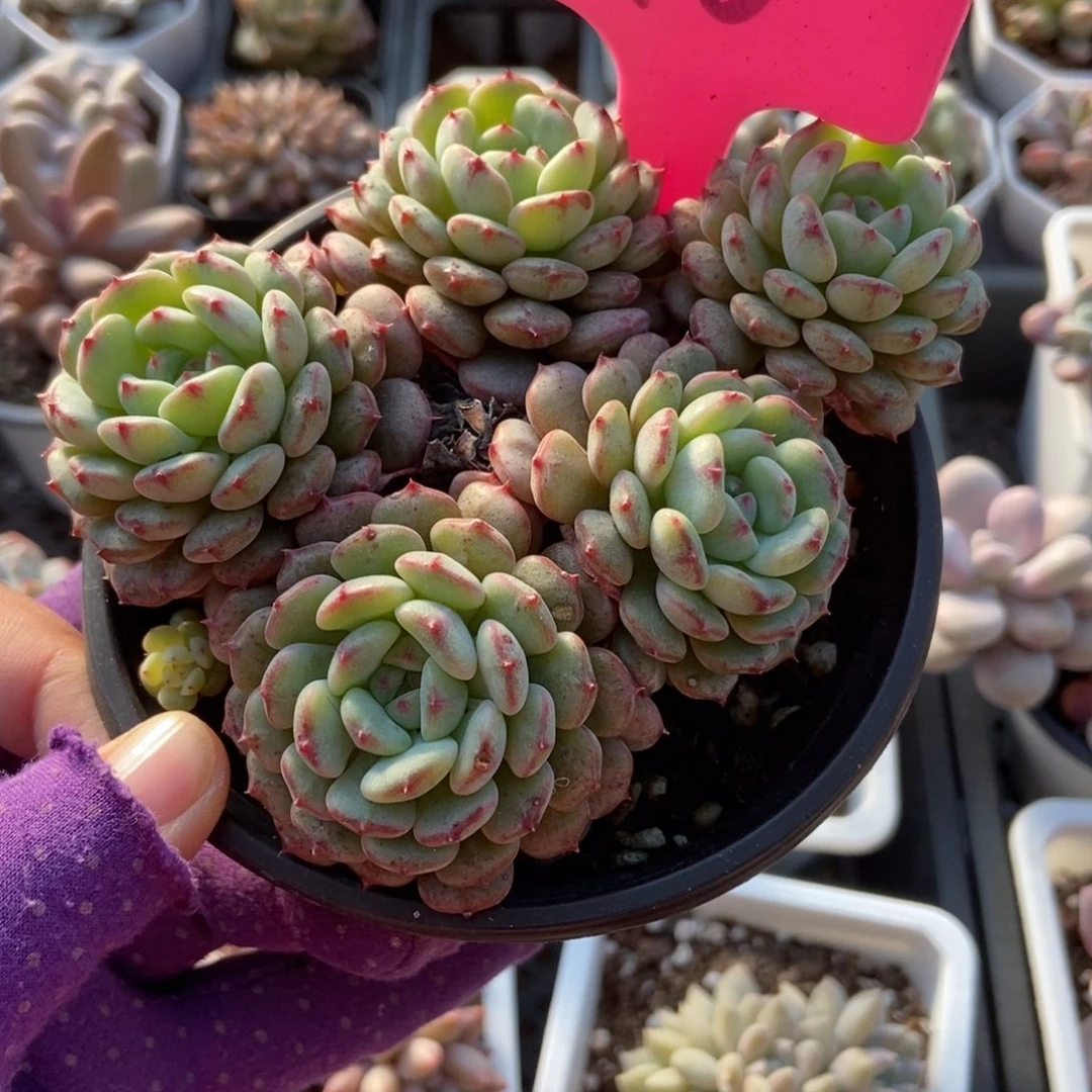 110白胖子多肉植物