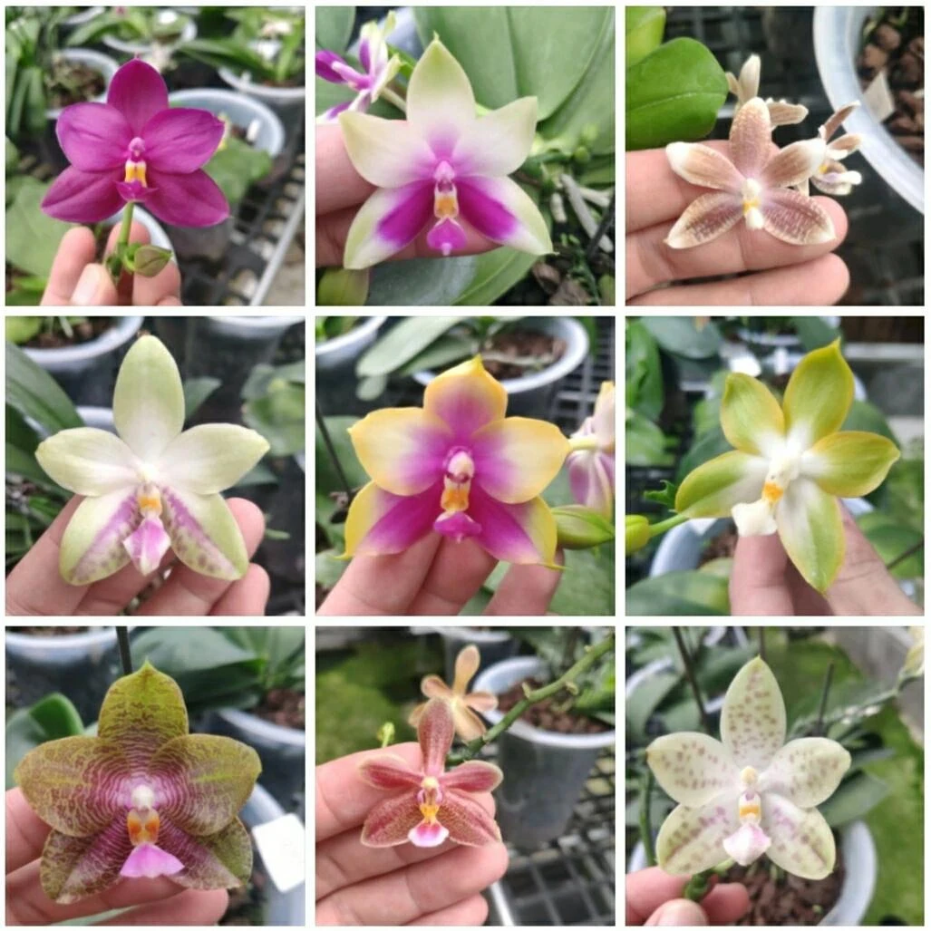 《原生趣味兰花开花株》一物一拍