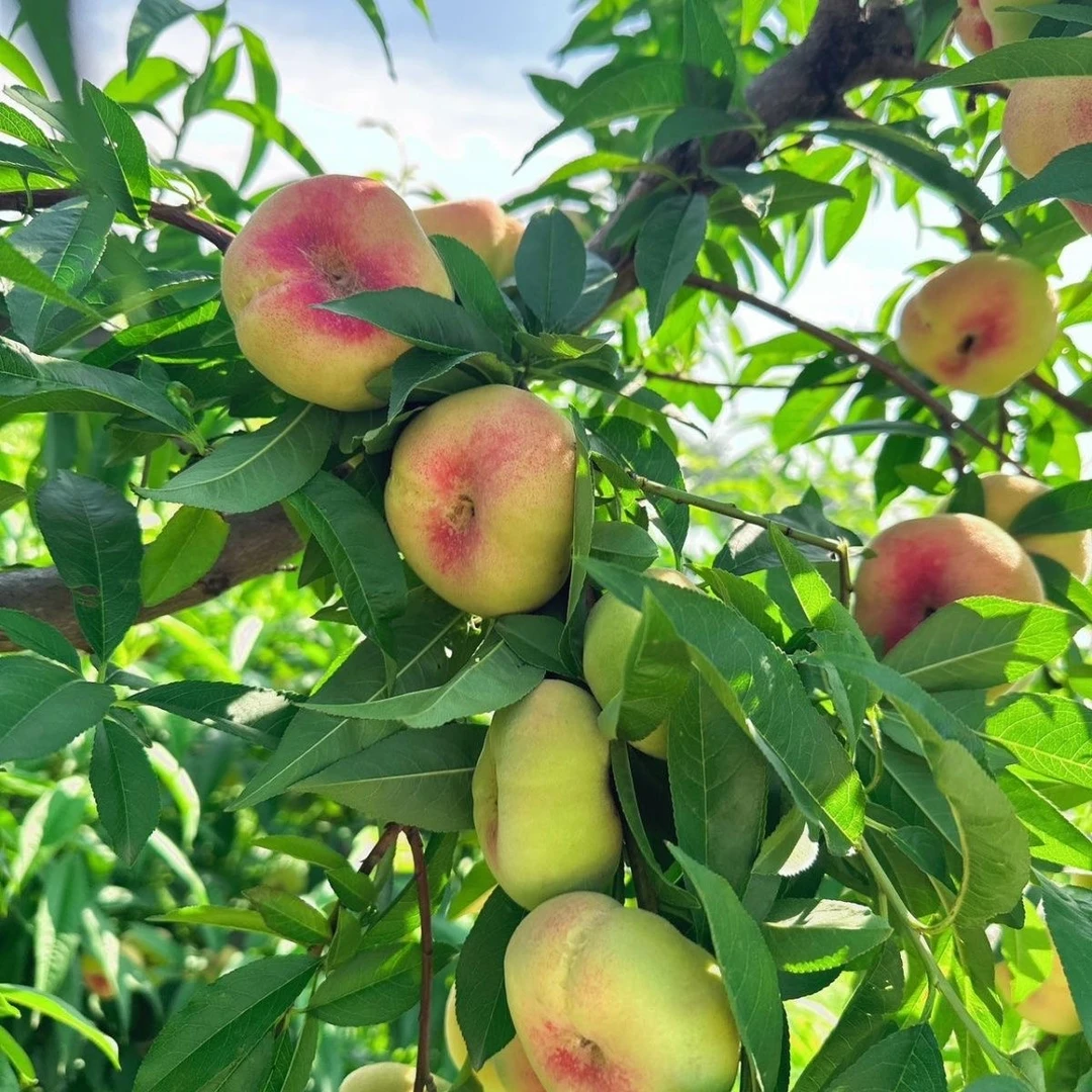 【坏果包赔】山西小毛蟠桃水嫩多汁头茬水蜜桃软桃香甜多汁新鲜采摘