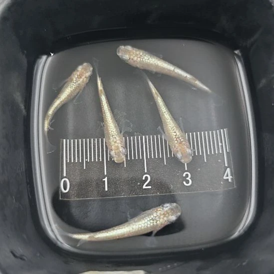 青鳉鱼观背青鳉黄金万两一组A9号