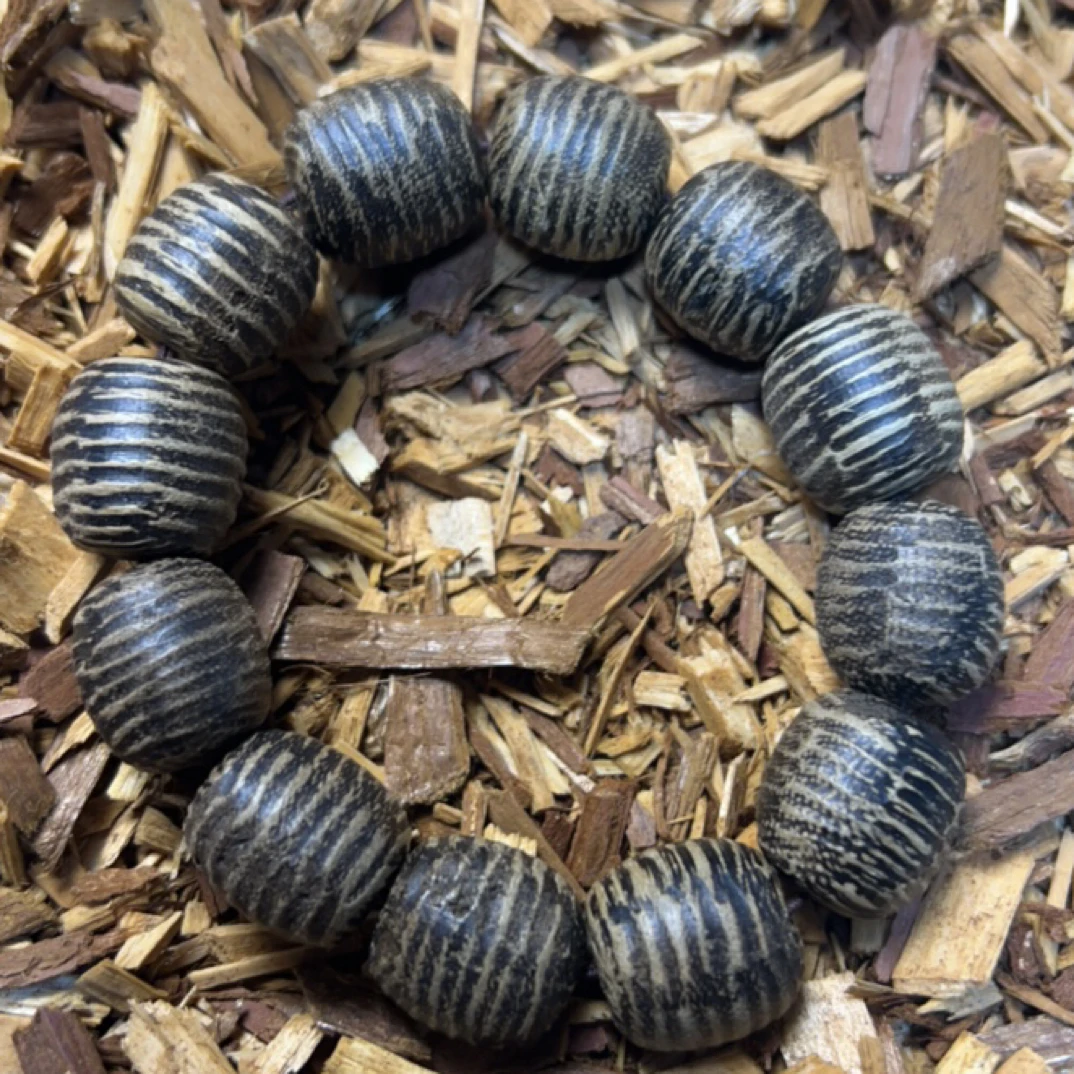 24 福来精选文玩沉香木作手串18mm