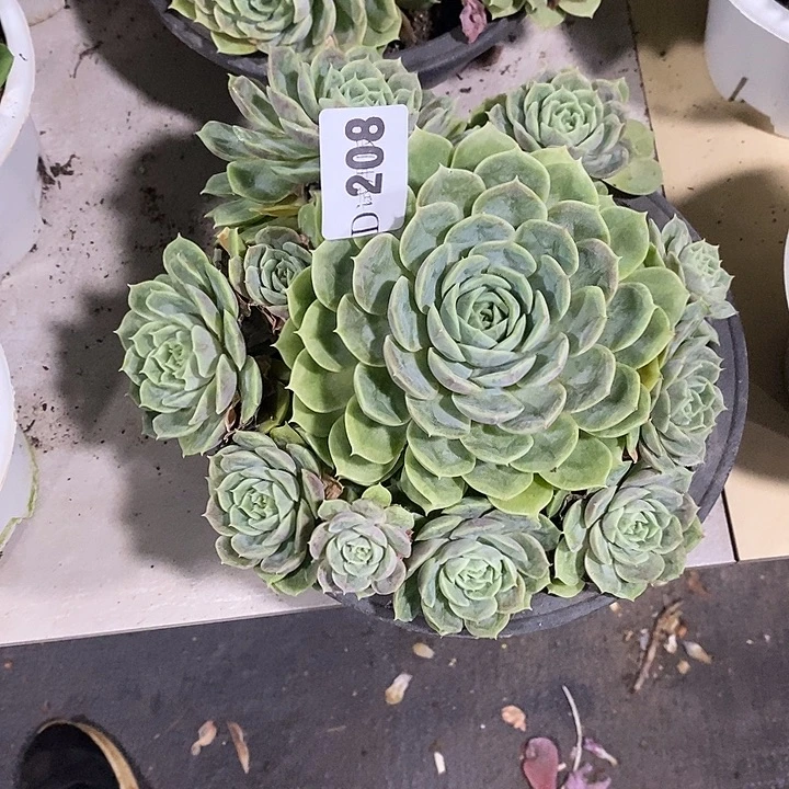 *****208昂斯诺多肉植物