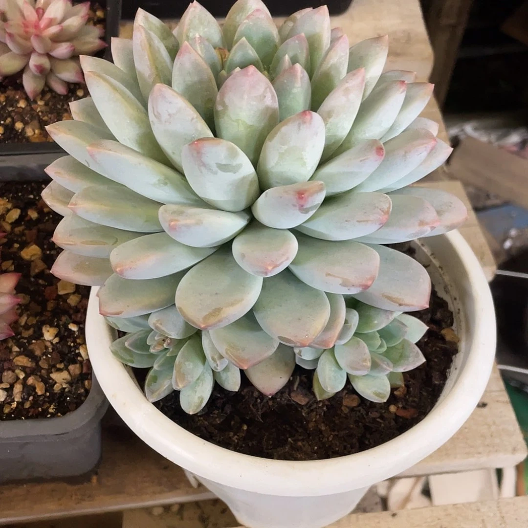 多肉植物的生长发育与生长发育