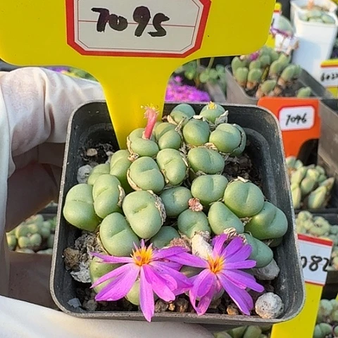 7095哟哟哟哟哟哦哦哦哦哦哦