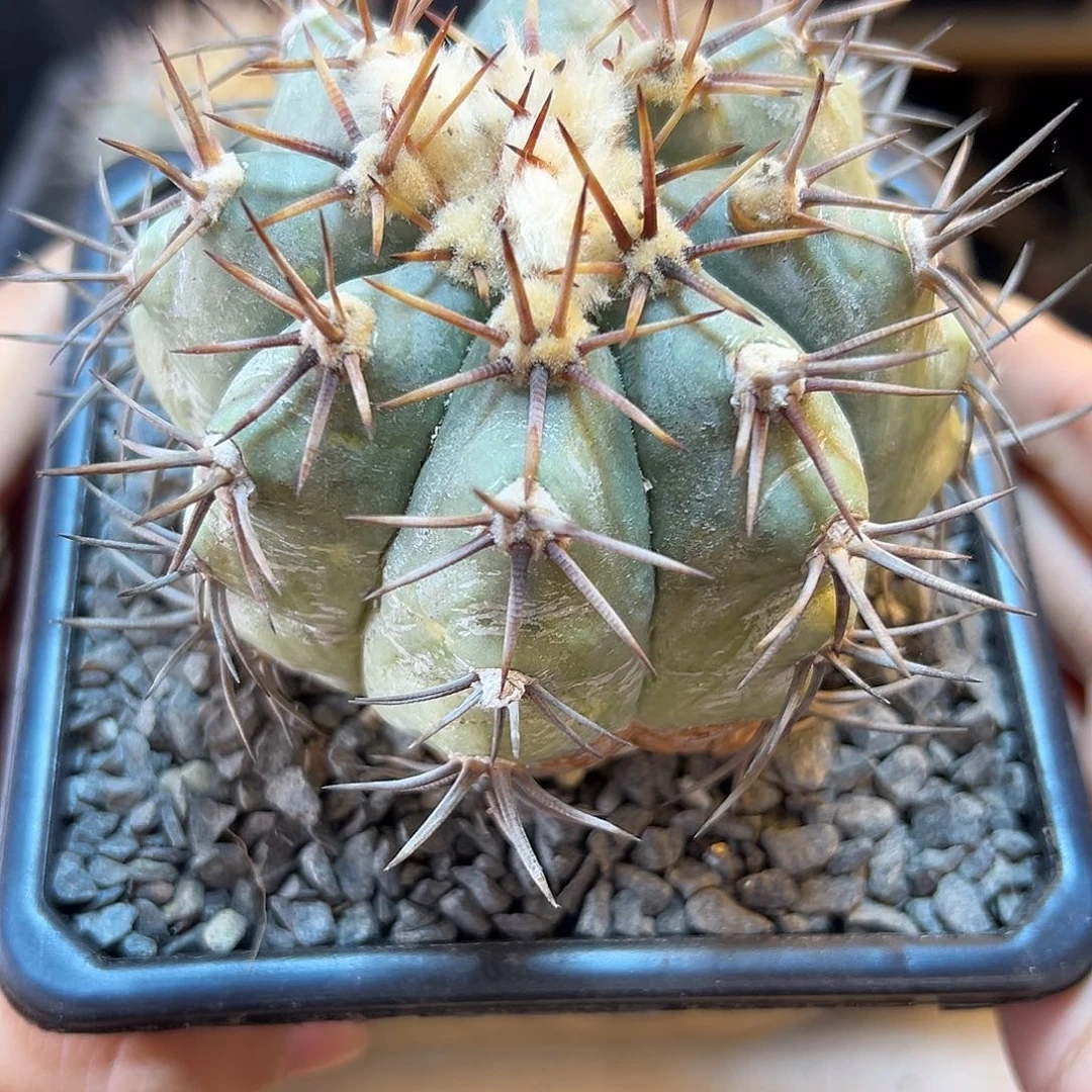 自根雷帝平丸含刺9公分沧桑感