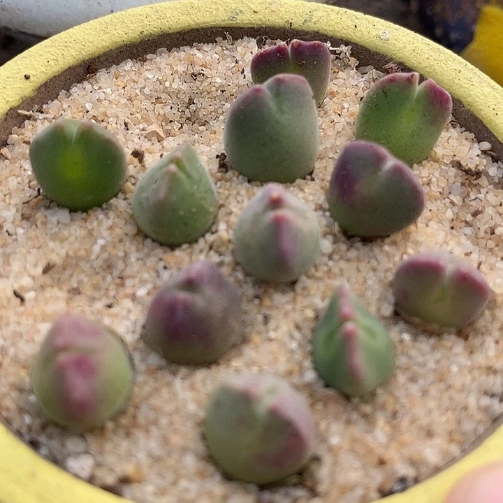 19515空蝉样本一颗