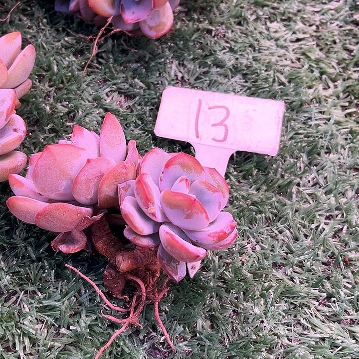 心*我是你的小可爱啊我的小可爱