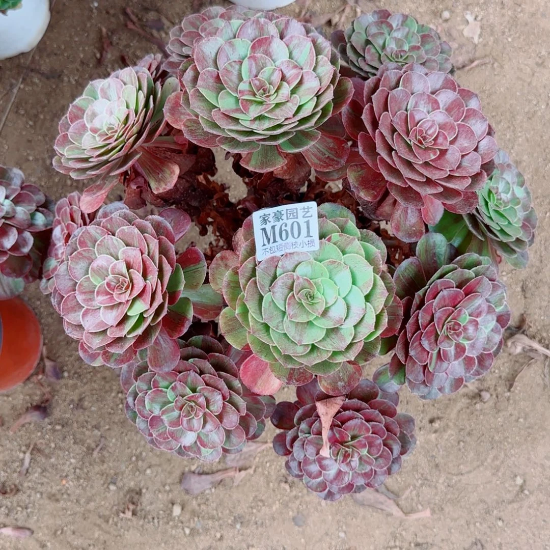 花月夜法师601冠幅45