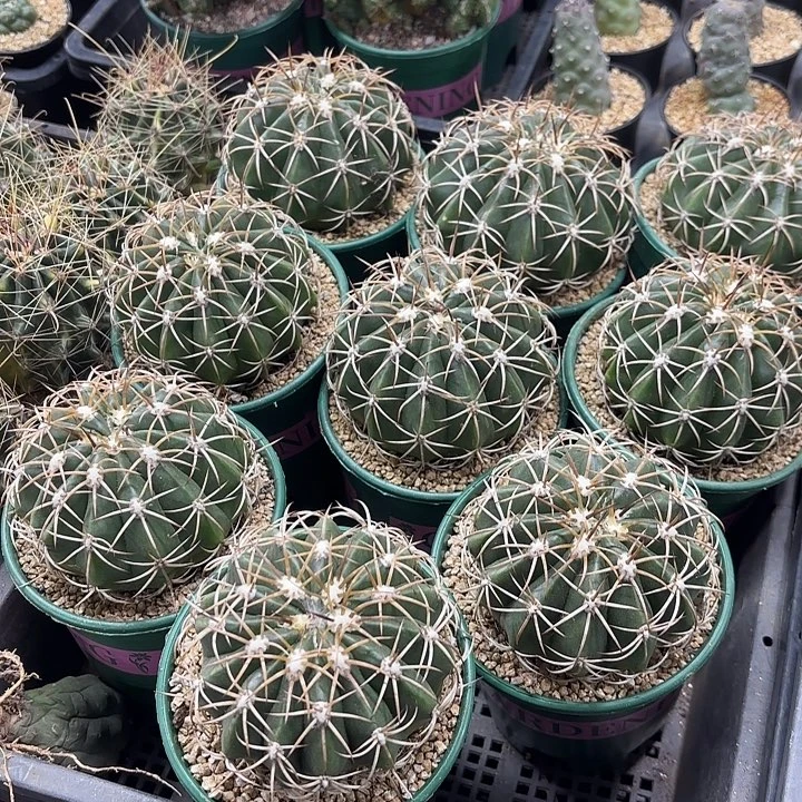 卷云加仑盆随机一盆