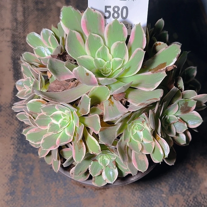 580浣纱多肉植物保护