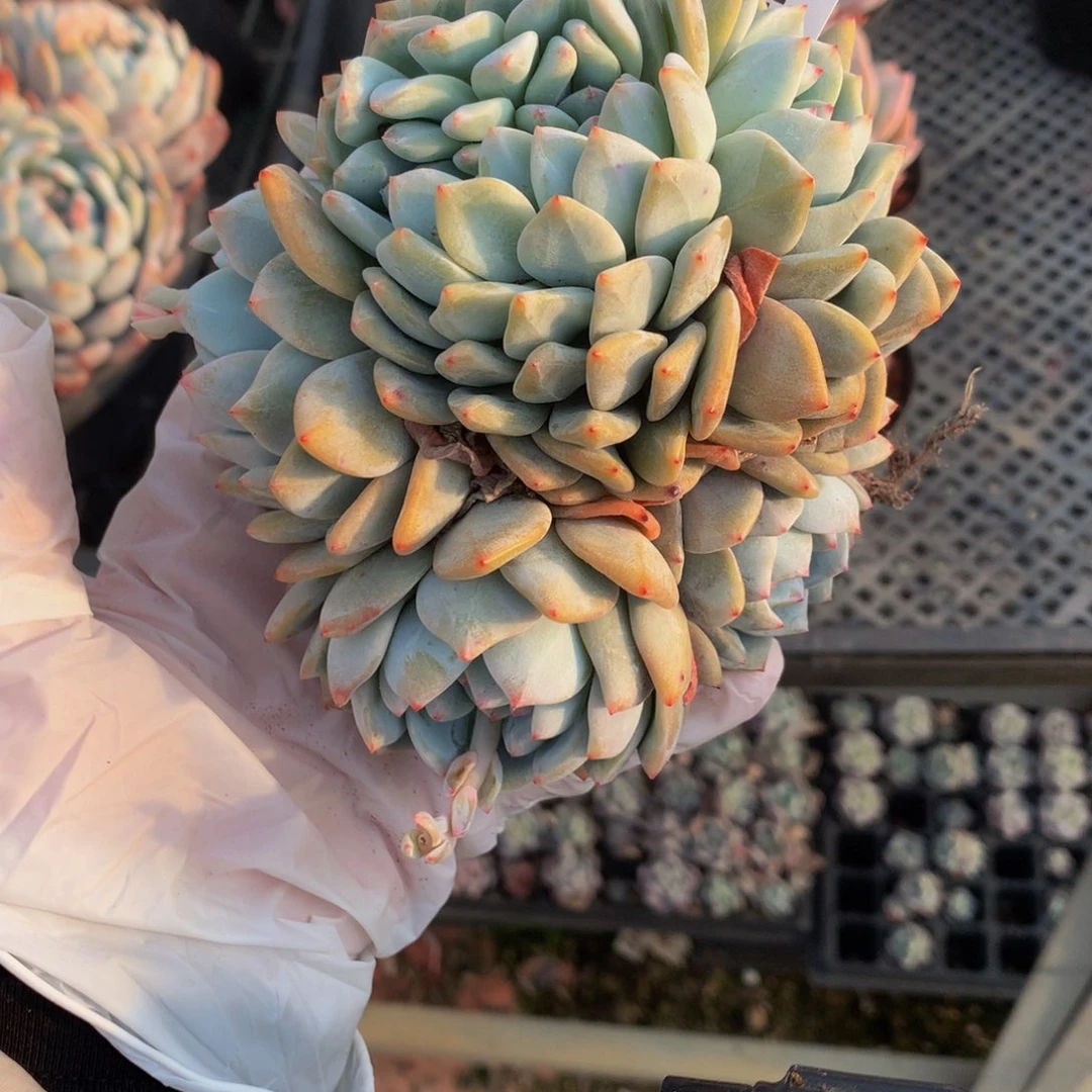 ?*染2496缀在乎我了恩