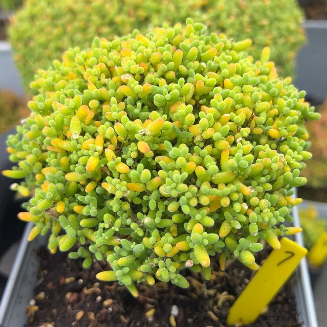 蜜橘糖球7号12cm盆