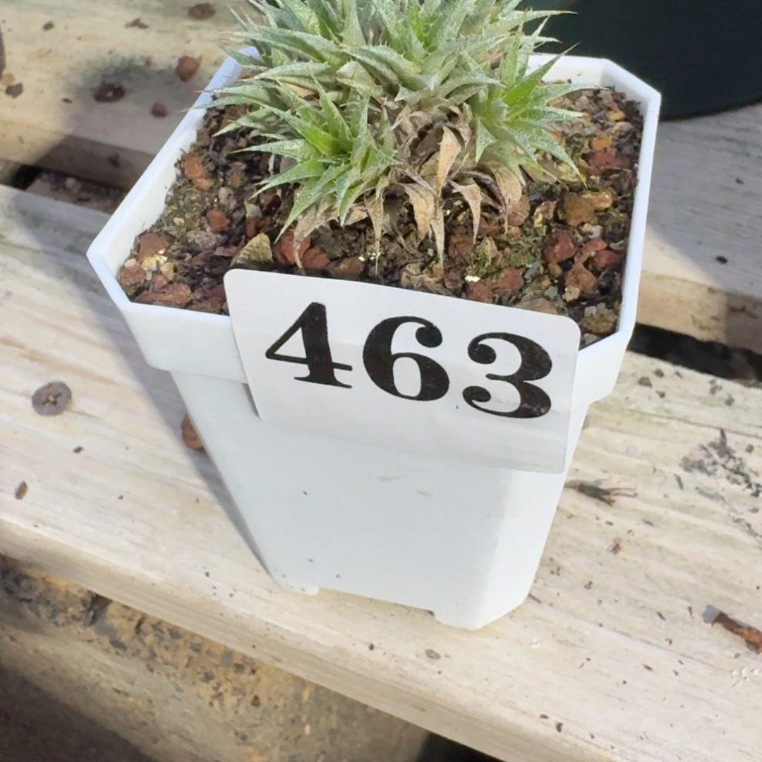 8头坨坨凤沙漠凤梨多肉植物