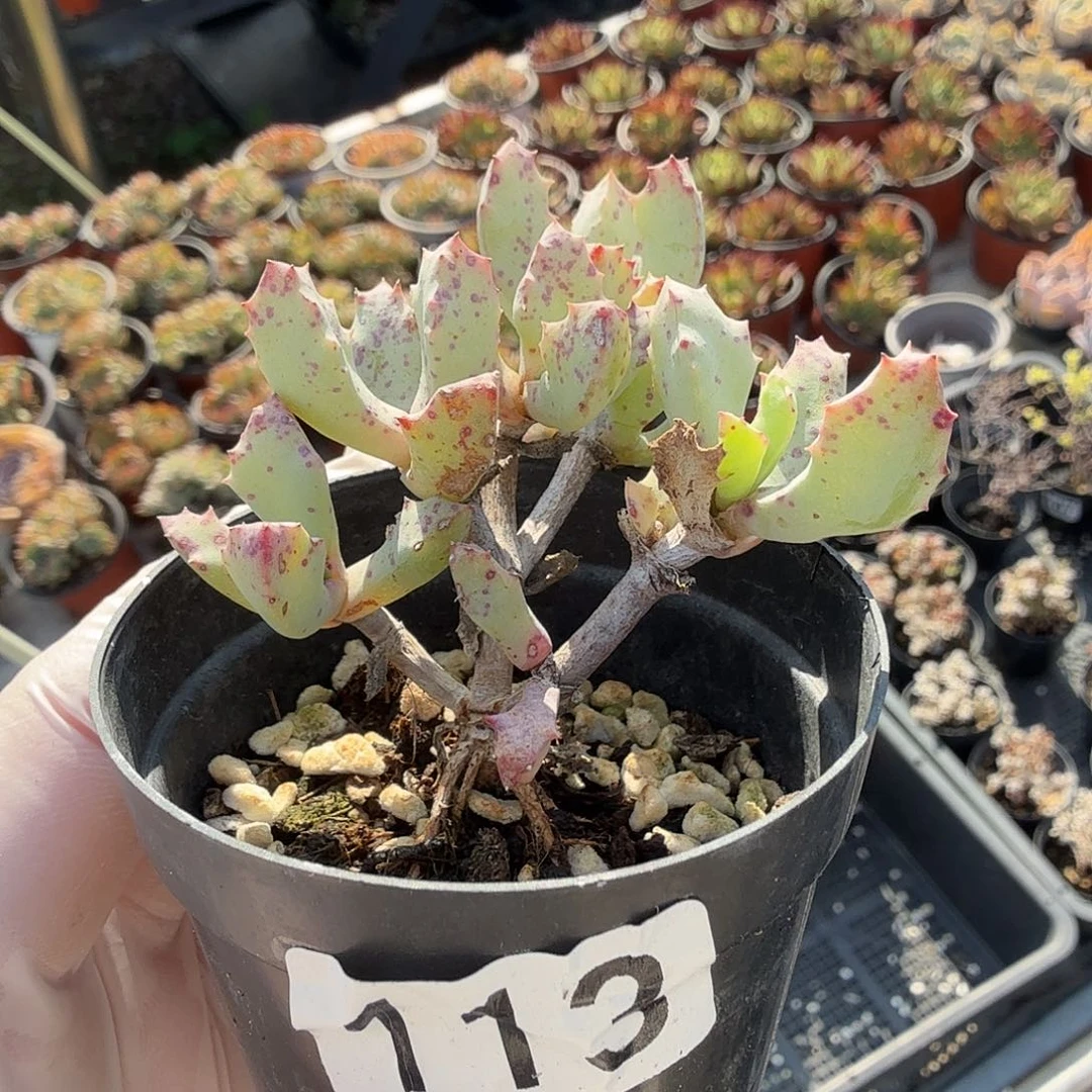 113枝干番杏琴爪菊满20包邮