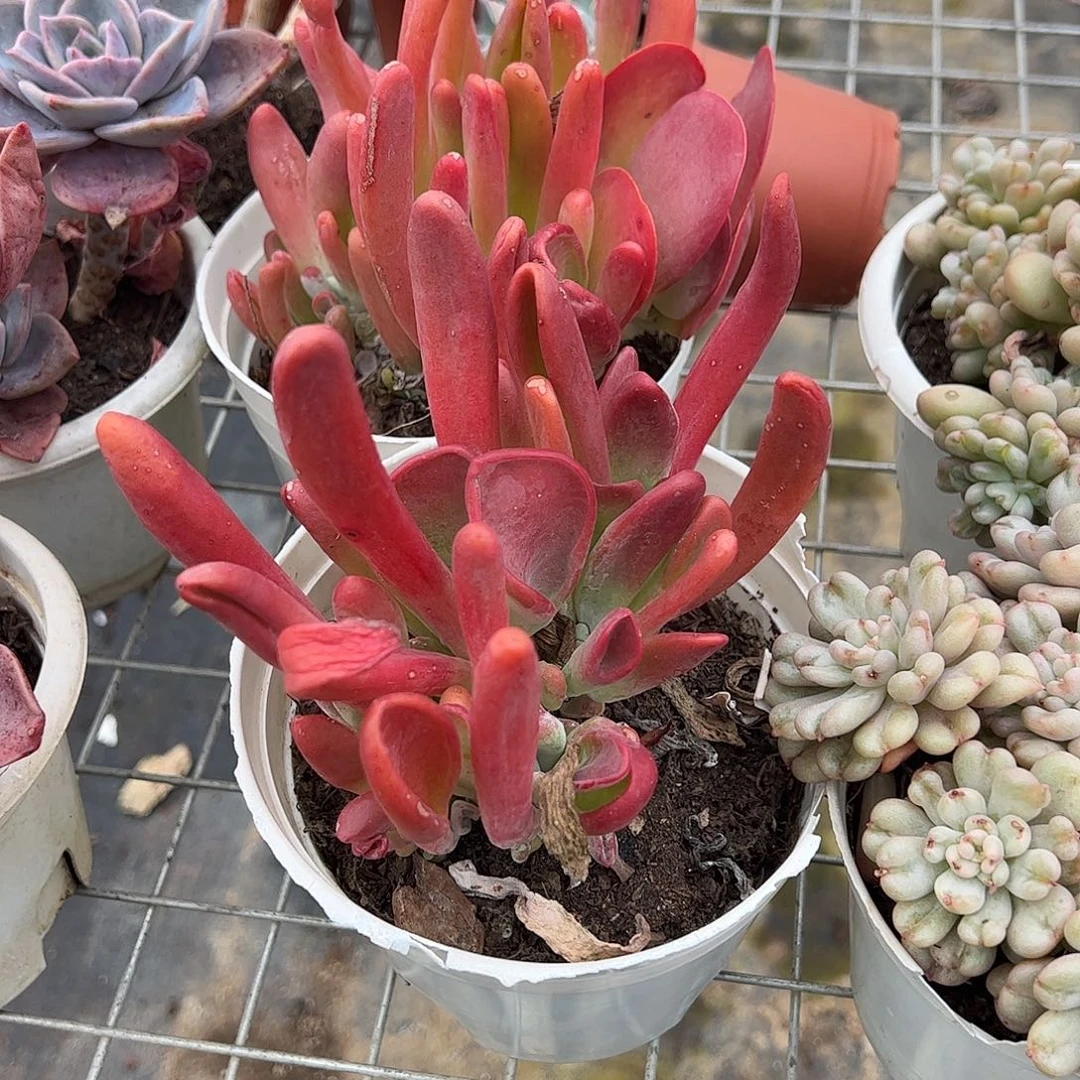 火狐狸多头群生老桩特价二盆