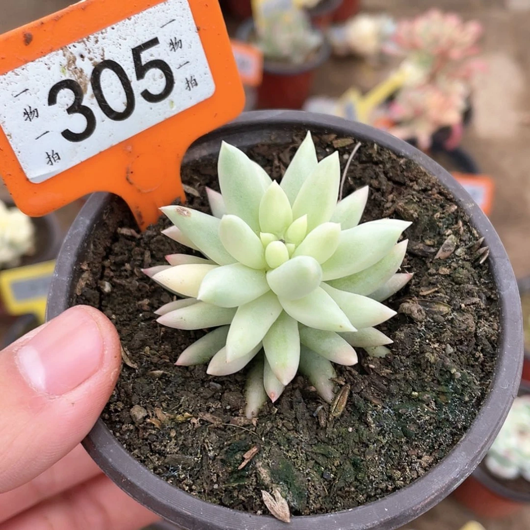 【闪购商品】305号