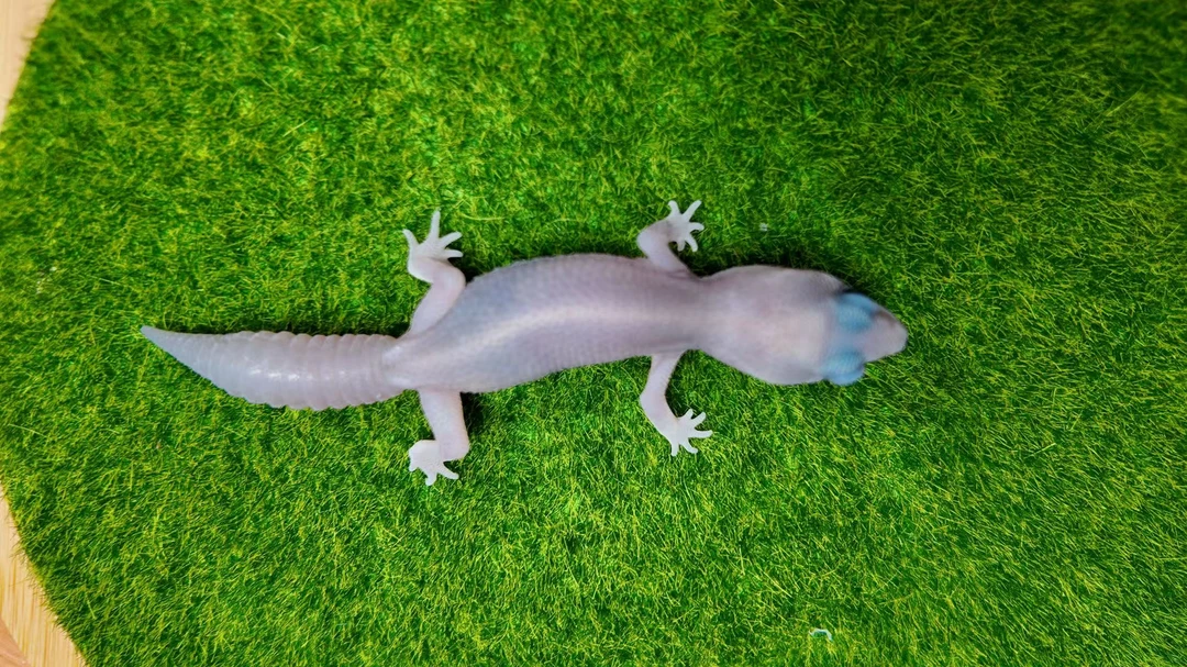 紫雾肥尾守宫活物新手入门温柔上手简单易养的懒人宠物