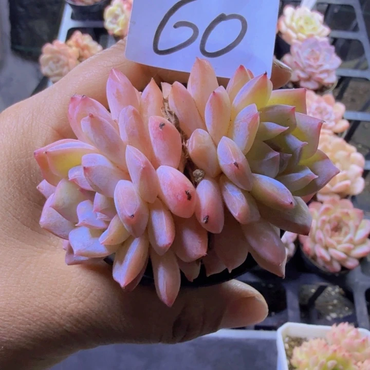 60.qqqwwwwwwwwww